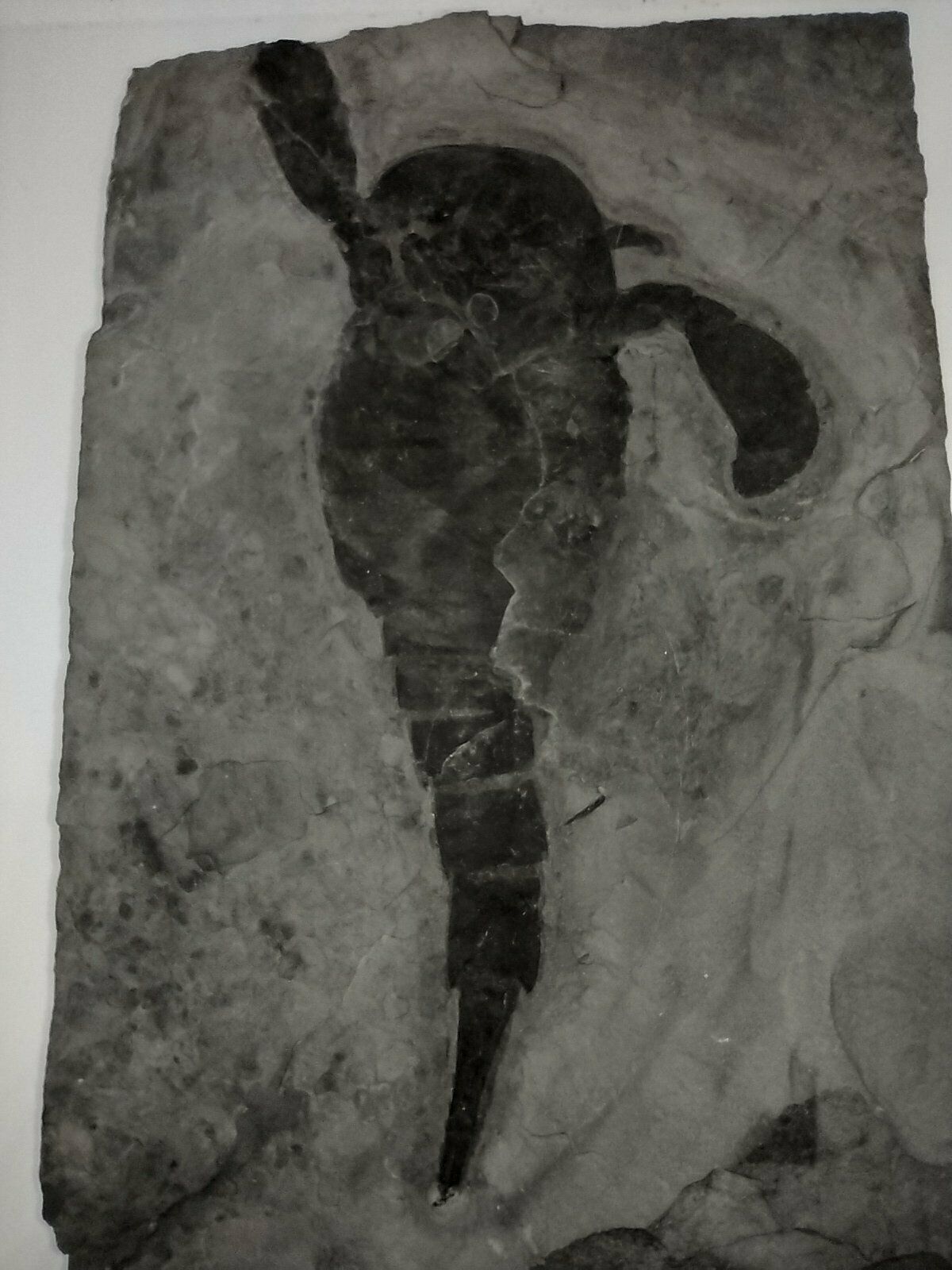 6.25" Eurypterus Remipes (eurypterid, Sea Scorpion) Fossil