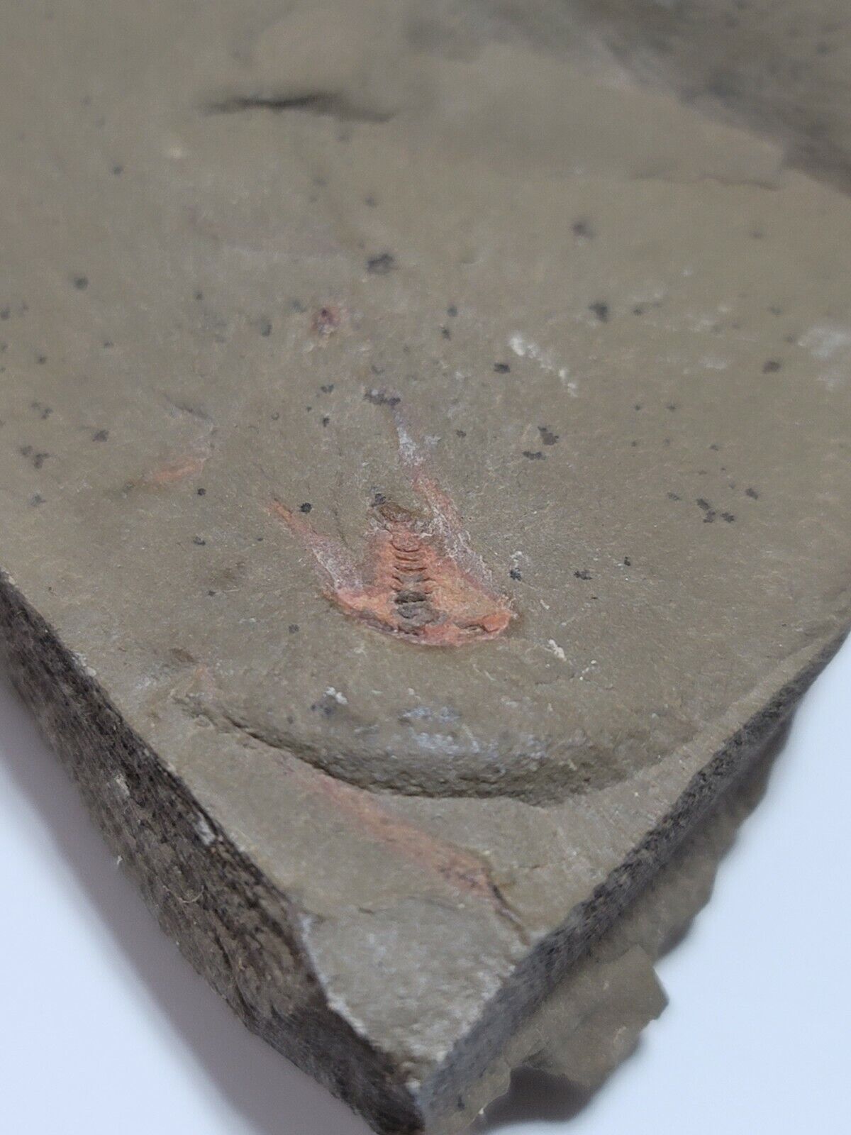 Xiphosurid Soft Bodied Fossil Horseshoe Crab Ancestor
