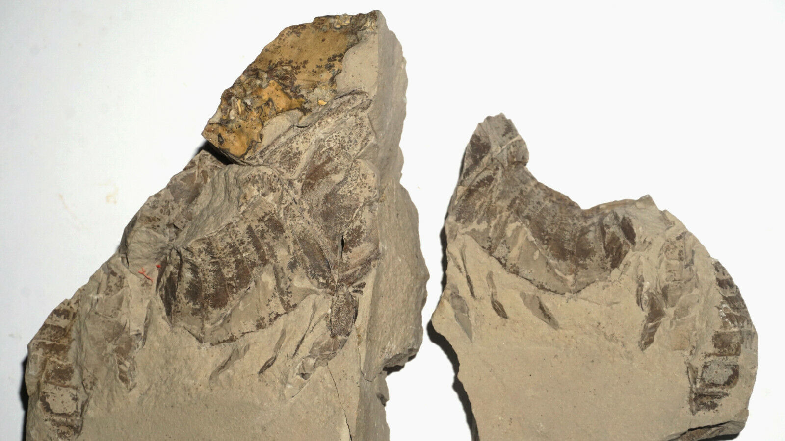 Silurian Sea Scorpion Eurypterus Enrolled Like Scorpion From Ukraine Fossil