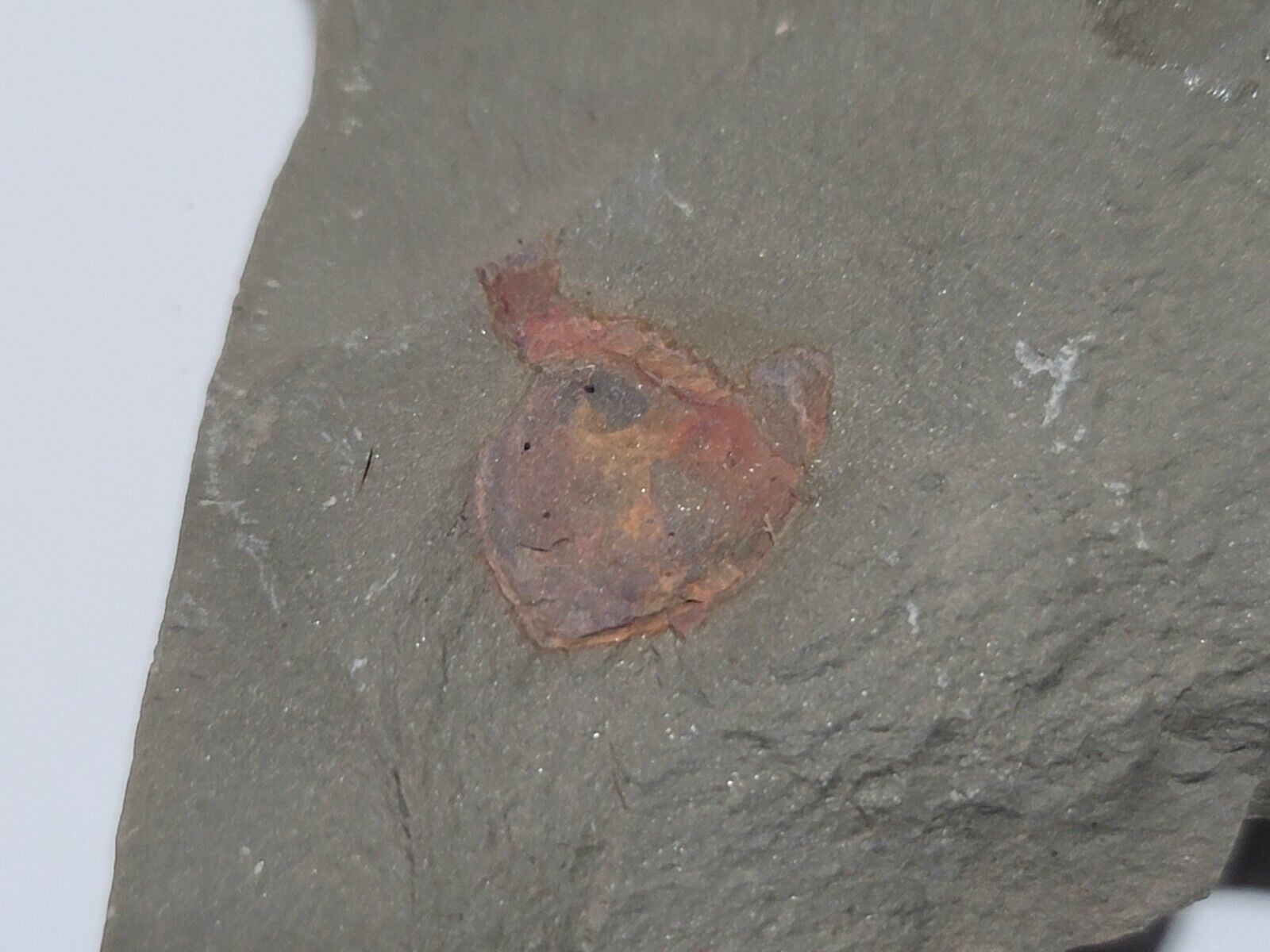 Rare Xiphosurid Soft Bodied Fossil Horseshoe Crab Ancestor No Reserve No Resto