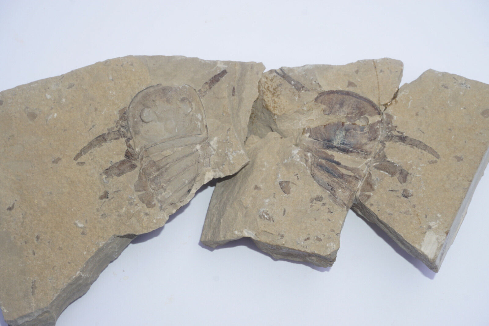 Silurian Sea Scorpion Eurypterus "dancing" Fossil #standwithukraine