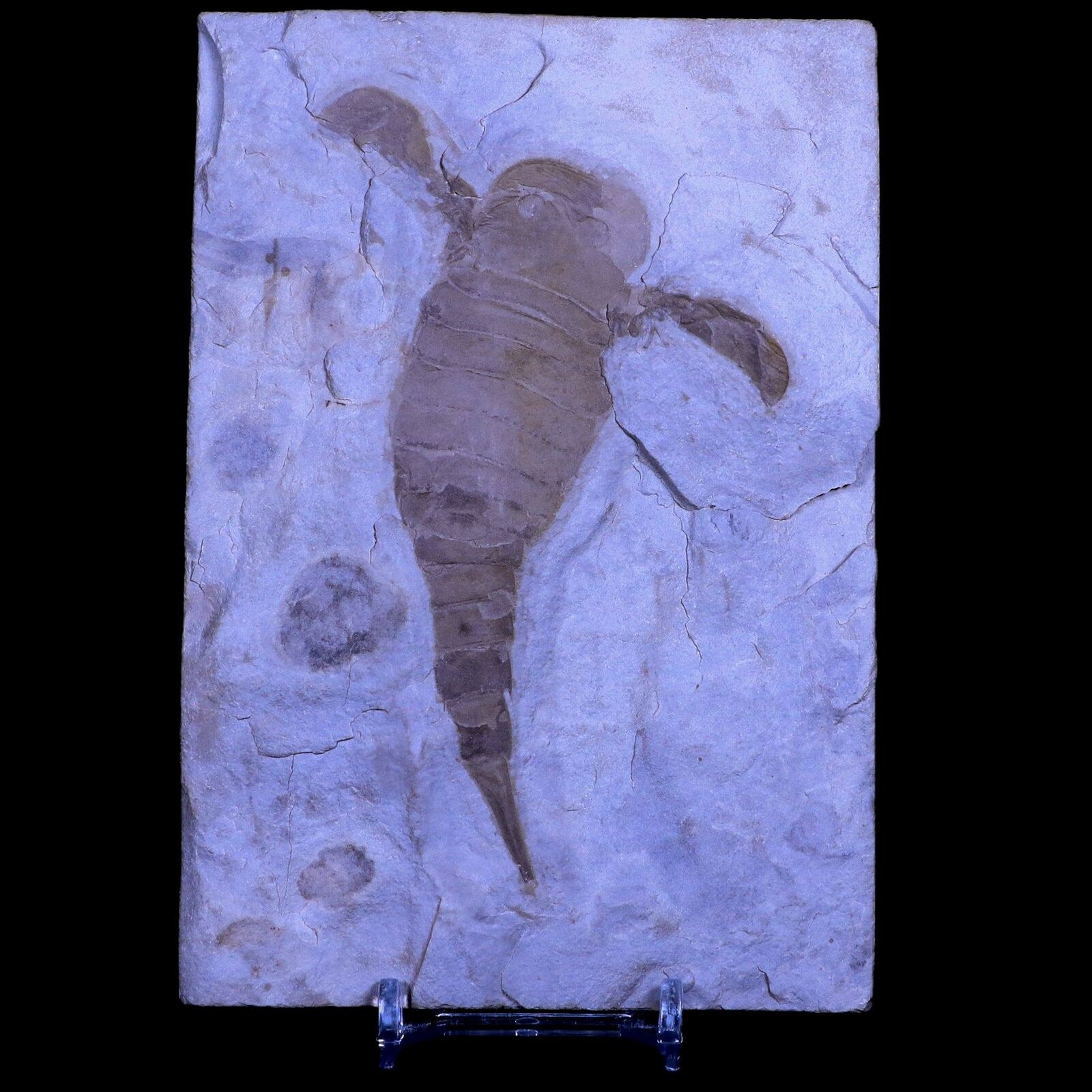 4.5" Eurypterus Sea Scorpion Fossil Upper Silurian Arthropod Buffalo, Ny Stand